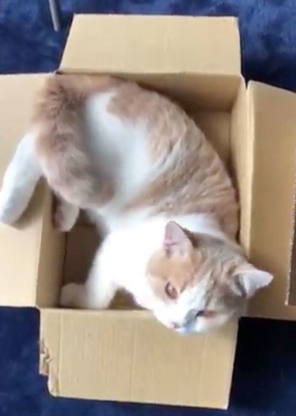 ダンボールに入るてんぷらちゃん