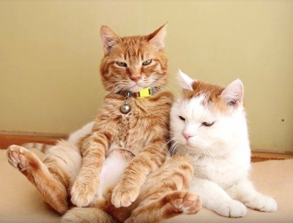 うたたねニャンズ