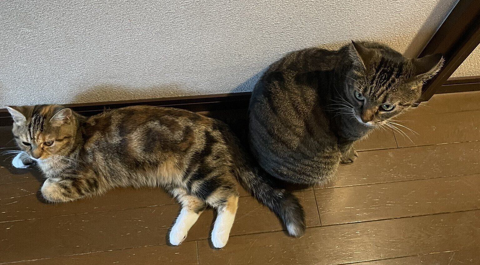 床の上にいる2匹の猫