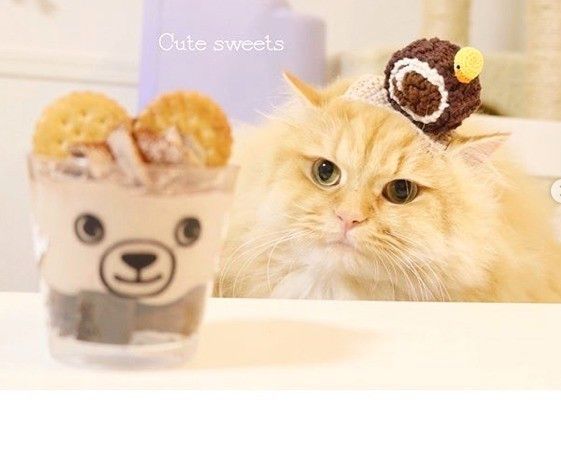 ラガマフィンのシュクルくん（ロールケーキver.）