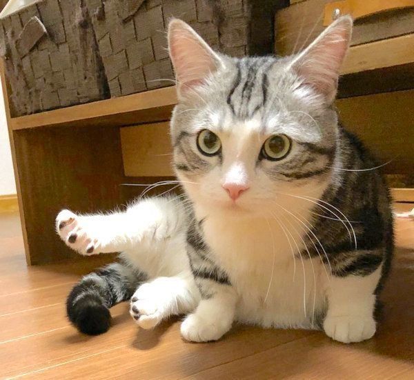 マンチカンのパンチクリン健太くん