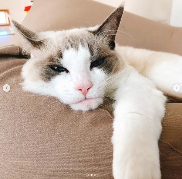 しゃくれ顔のラグドール