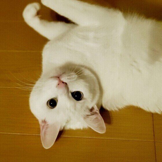 冬毛でまん丸になった白猫