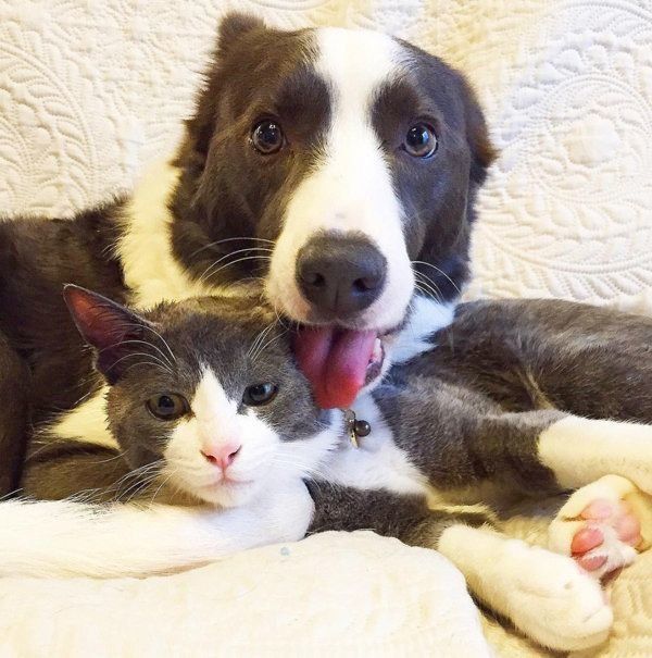 ハチワレのジェリーくんとボーダーコリー・スムースコートのランディくん