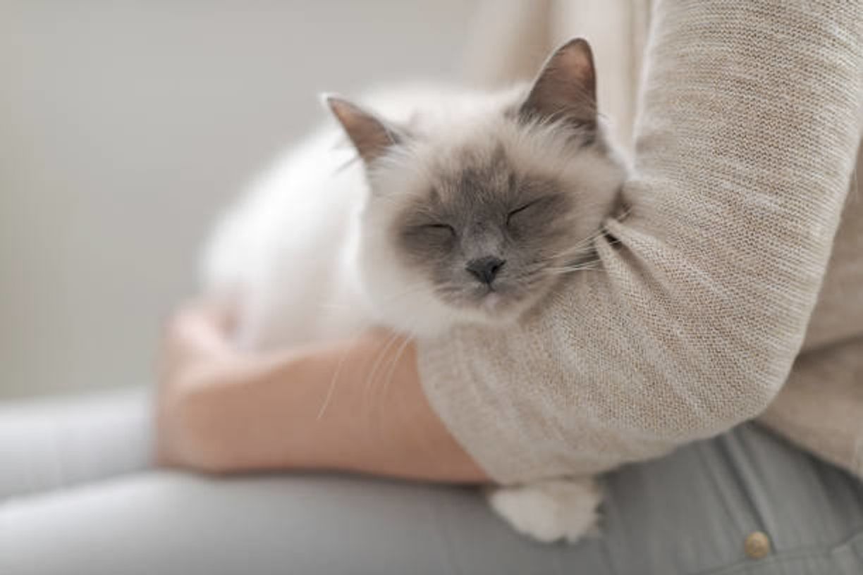 1 412名に調査 猫アレルギーで猫を飼っている人の割合は ねこのきもちweb Magazine 1 412名に調査 猫アレルギーで猫を飼っている人の割合は ねこのきもちweb Magazine