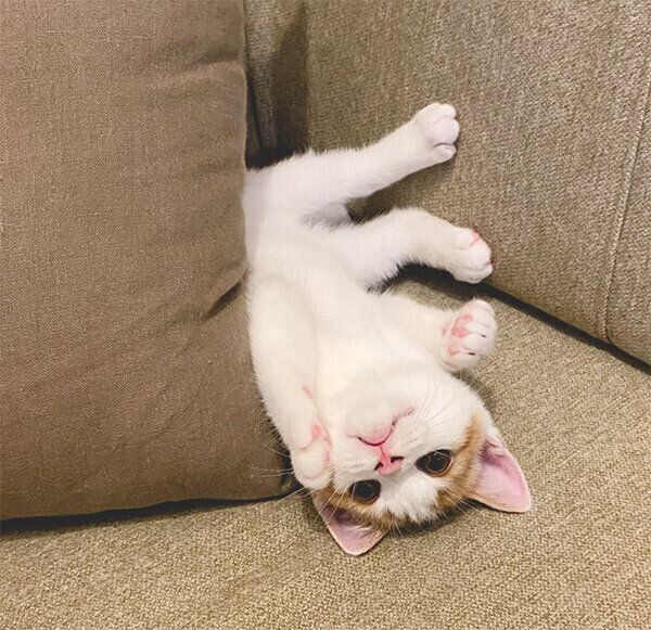 ヘソ天するこなつくん