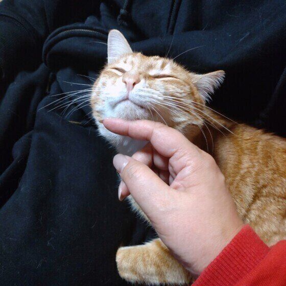 アゴをなでられて気持ちよさそうな猫