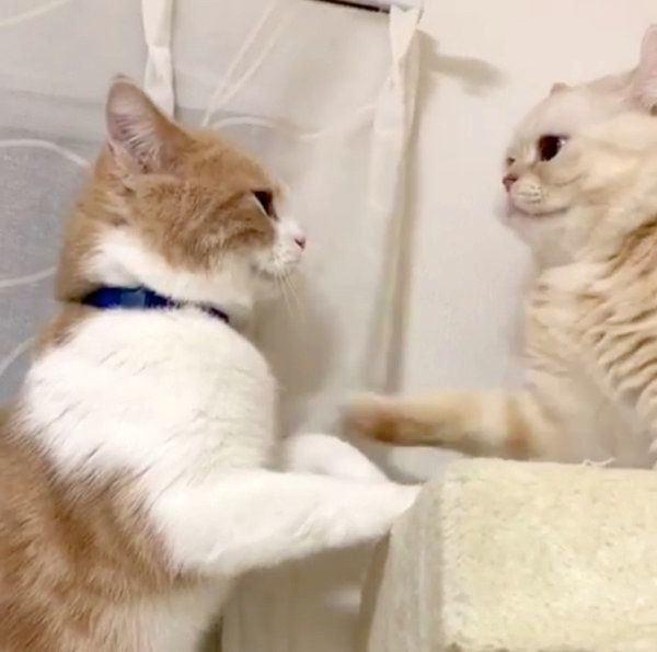 キャットタワーをめぐる争いをする、アメリカンカールとスコティッシュフォールド