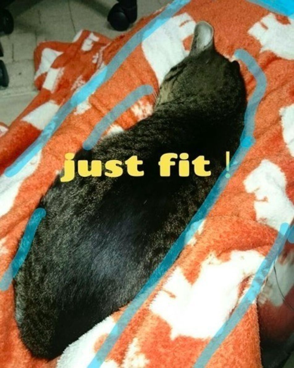 なんでそんなところに はまり猫 が最高に可愛い画像集 ねこのきもちweb Magazine なんでそんなところに はまり猫 が最高に可愛い画像集 ねこのきもちweb Magazine