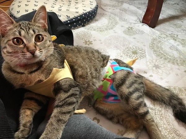 もか　MIX　キジトラ