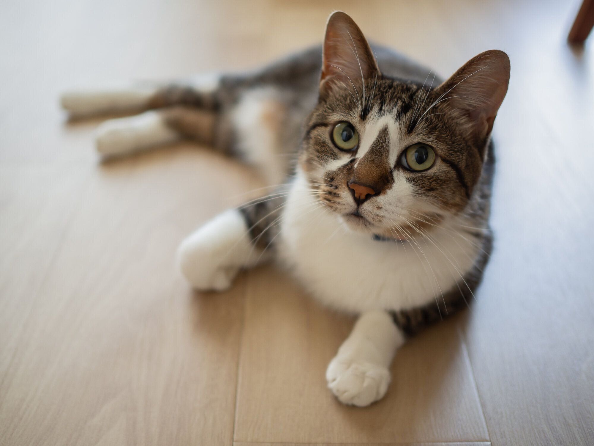 床に寝そべる猫