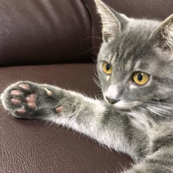  令ちゃん  MIX　サバトラ