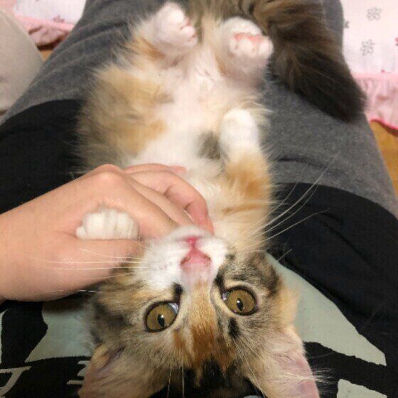 ゴロゴロしてそうなマンチカンのベルちゃん 