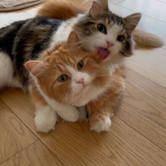 毛づくろいをし合う2匹の猫