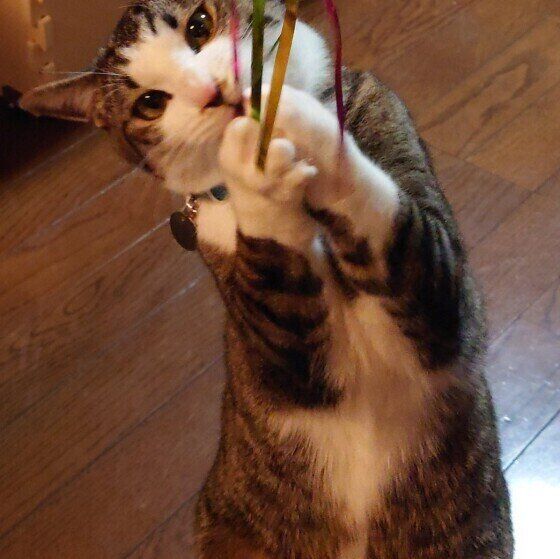 ハンターの目になるぎんじくん