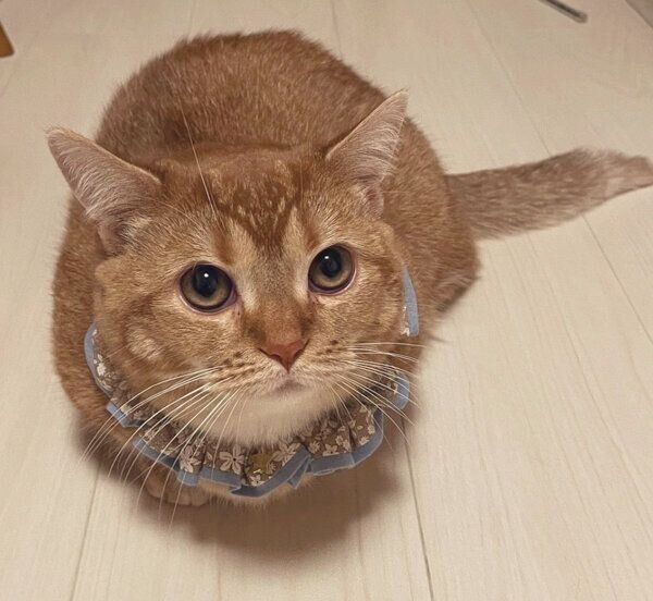 見つめるエリィちゃん