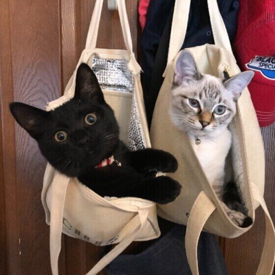 かばんに入る猫たち
