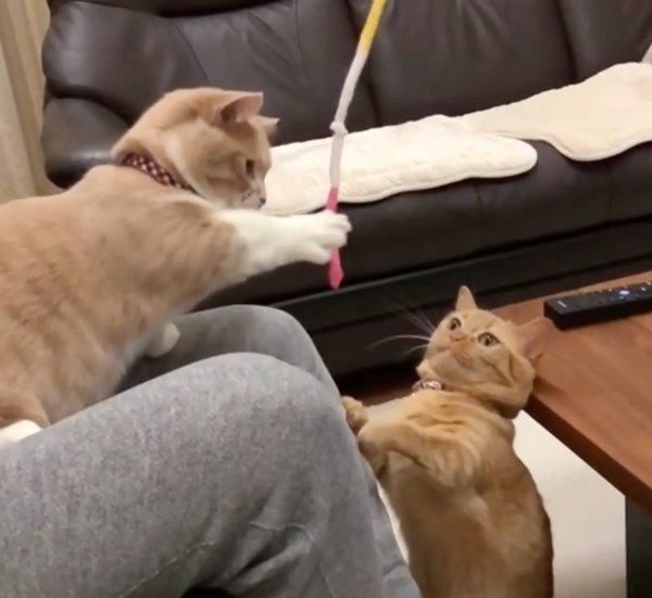 マンチカンのココちゃんとネネちゃん