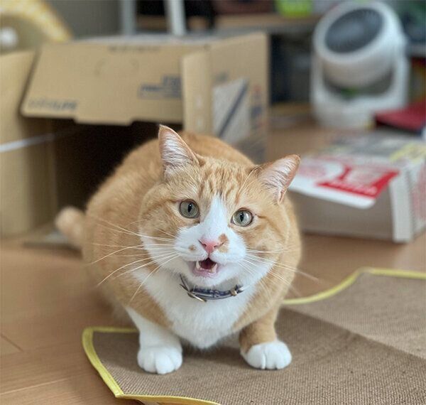 見つめるさんてくん