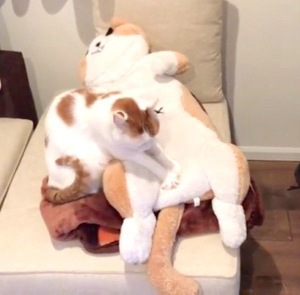 ぬいぐるみにフミフミするタルトちゃん