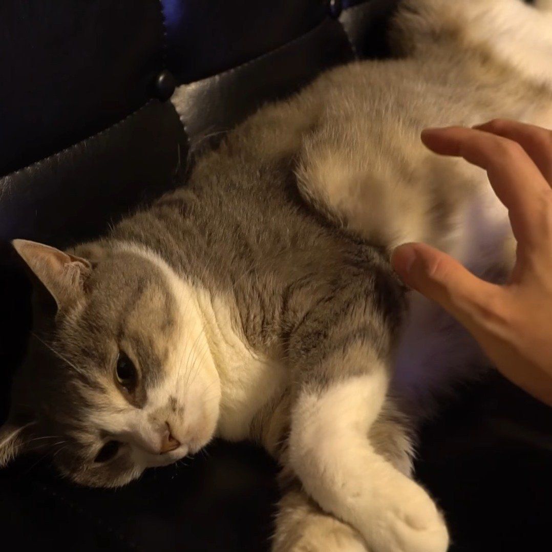 モアレちゃんに手を伸ばす飼い主さん