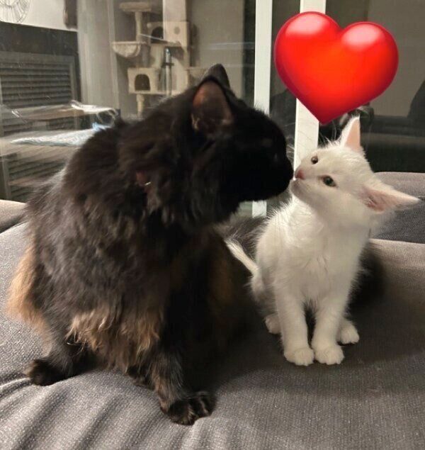 マップちゃんと鼻ちゅーするコンパスちゃん