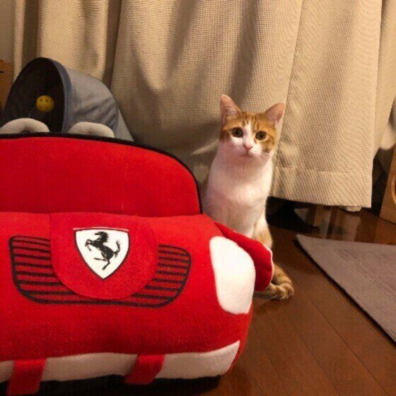 茶白猫のニコルちゃん