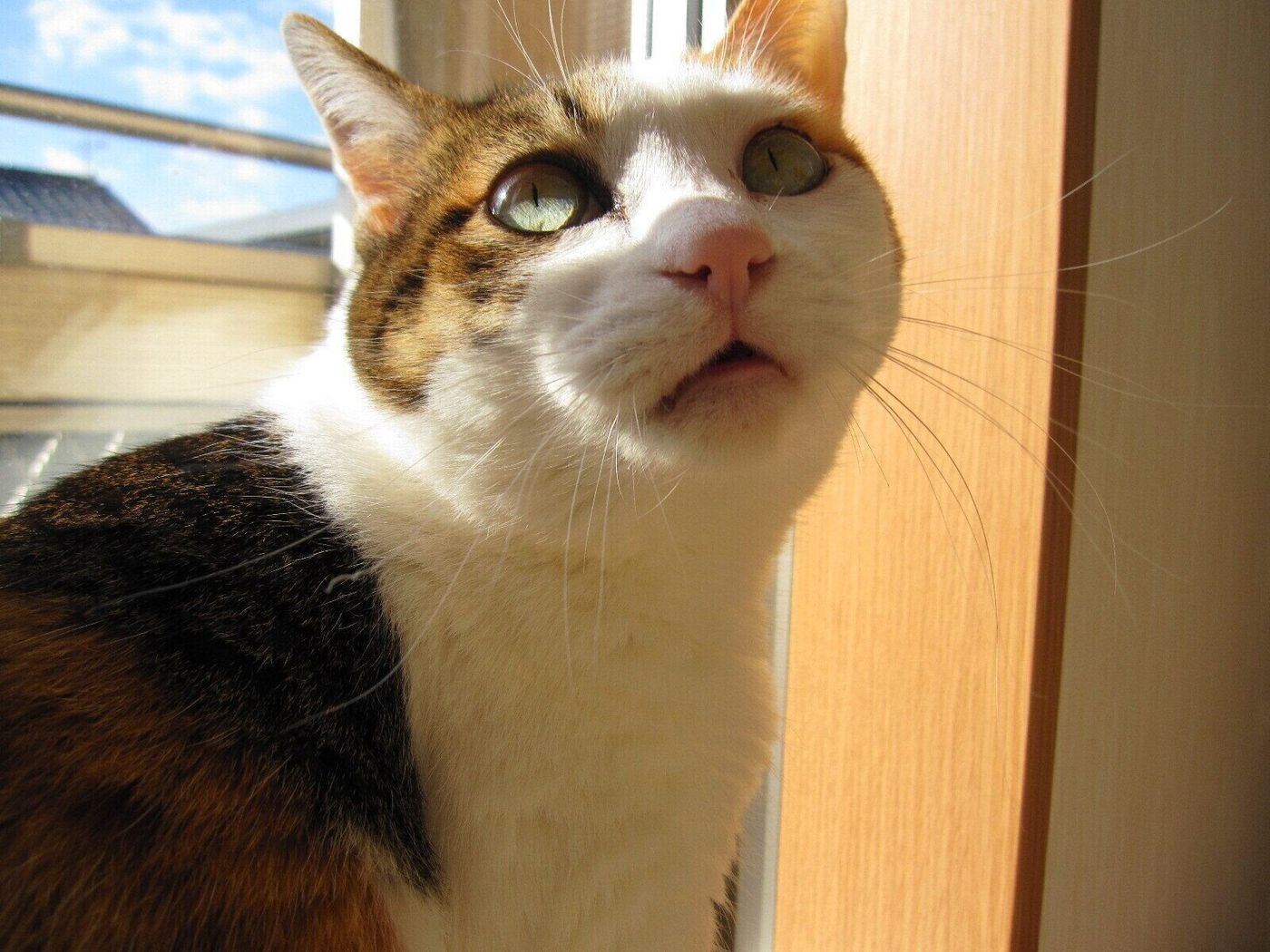 人間嫌いの猫もコロッと甘えん坊にさせる 犬派だった父が 猫使い と呼ばれるようになるまで ねこのきもちweb Magazine 人間嫌いの猫もコロッと甘えん坊にさせる 犬派だった父が 猫使い と呼ばれるようになるまで ねこのきもちweb Magazine