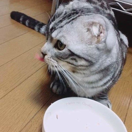 獣医師が解説】猫にコーヒーはNG！起こる中毒症状と対処方法とは｜ね 