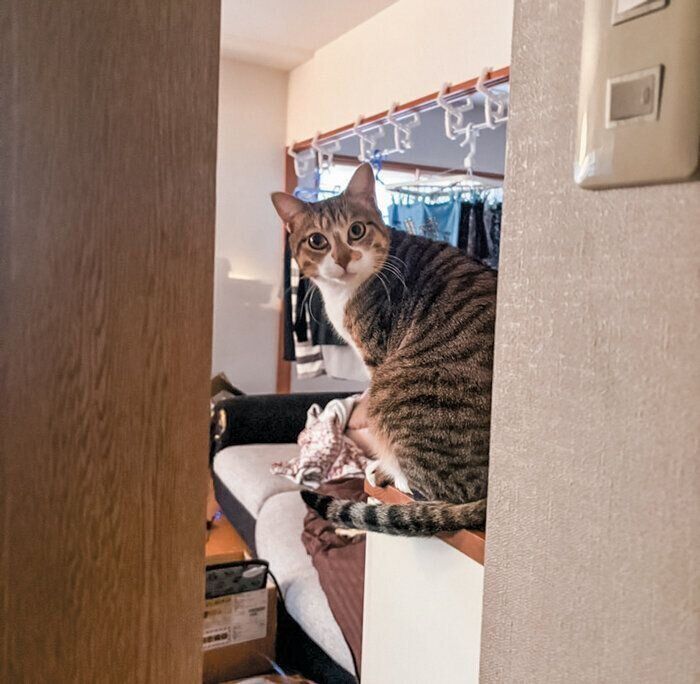 電話台の上で待ついくらくん