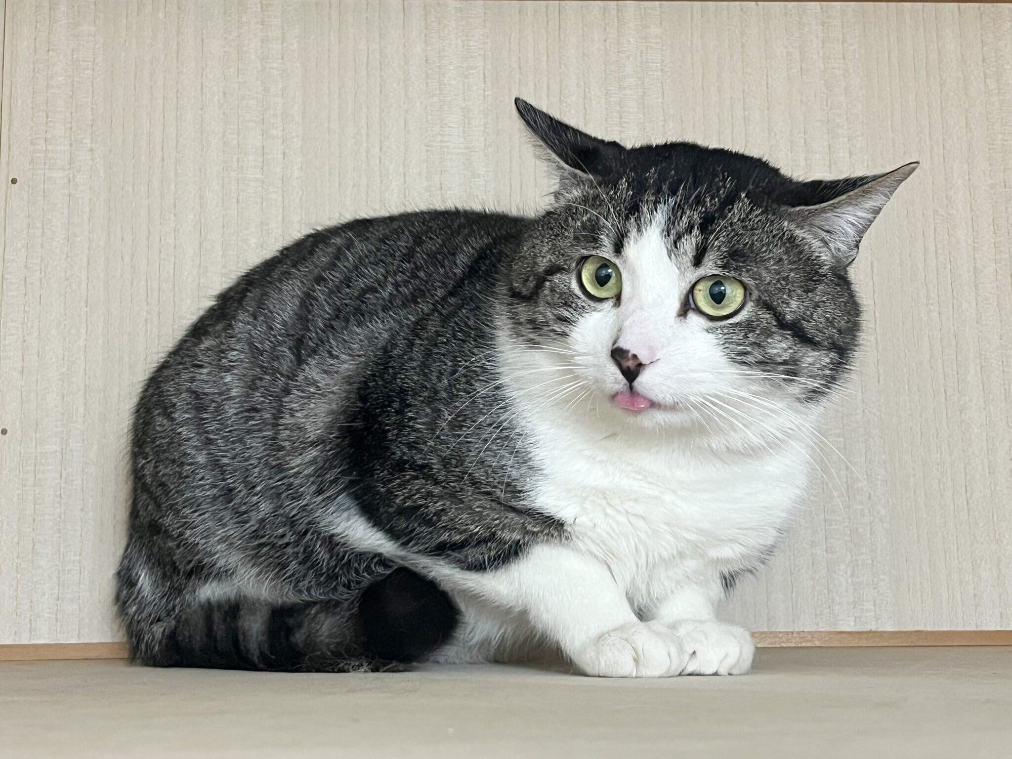 舌が出てしまうまるくん