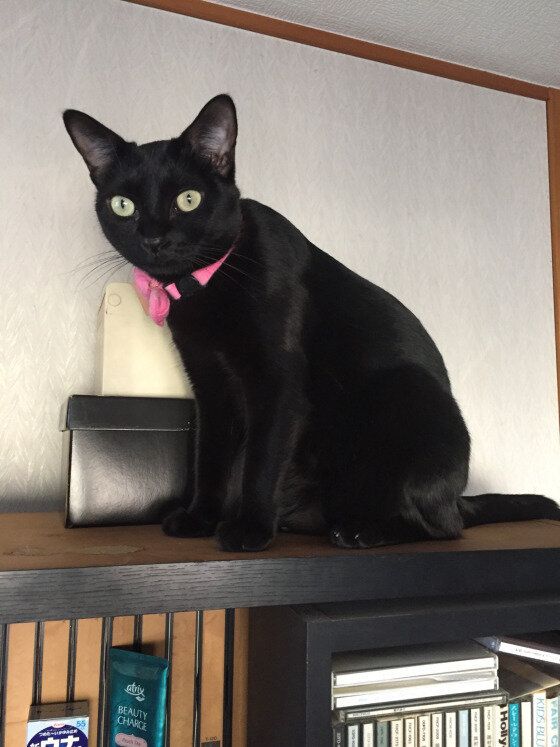 ボンベイのクロミちゃん