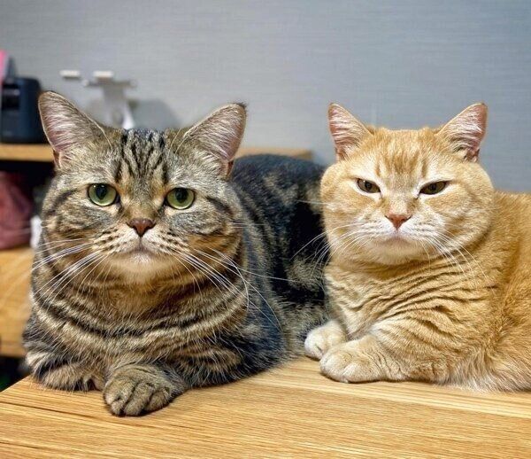 テーブルで仲良く過ごすプリンくんとメルくん