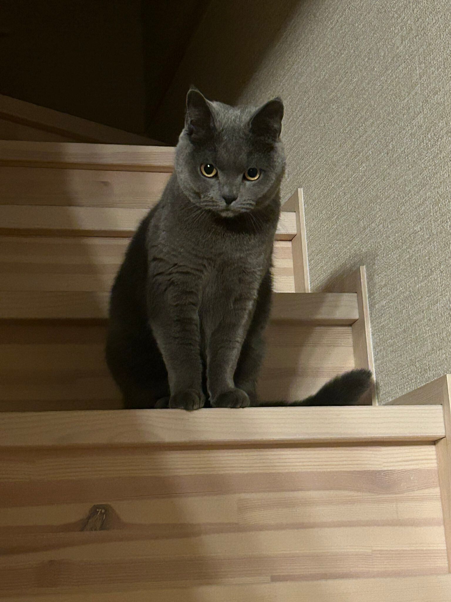 飼い主さんを見つめるかまぼこくん