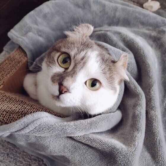 マンチカールのキトくん♪