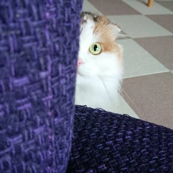 半分顔を出すさくらちゃん