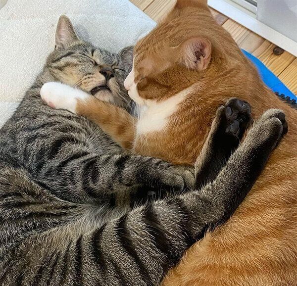 くっついて眠るナツくん、チャチャくん