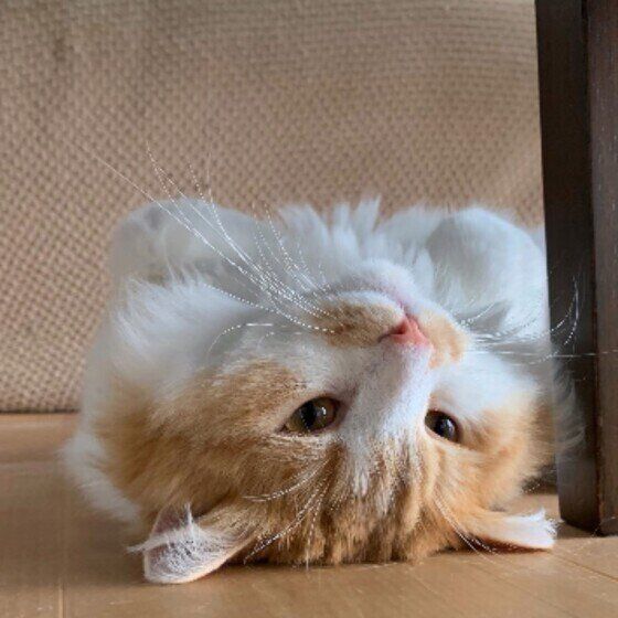 マンチカン・ロングヘアの茶々丸くん