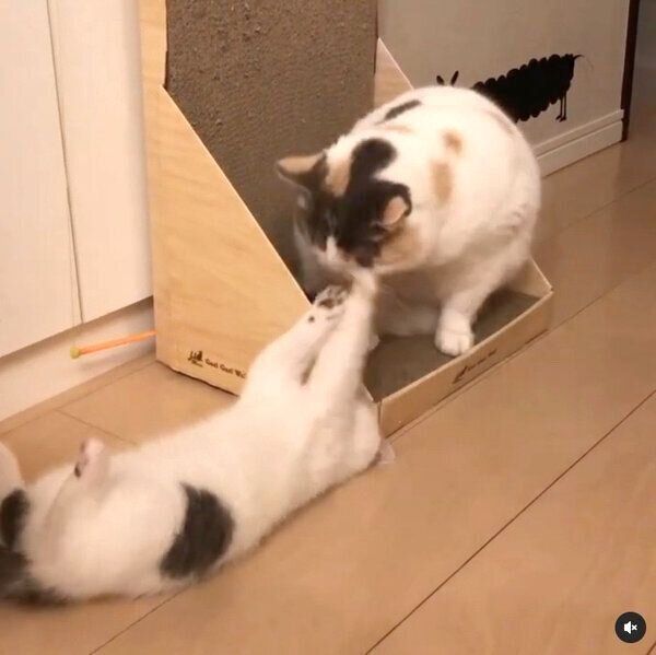 ねね子ちゃんにちょっかいを出すカツヲくん