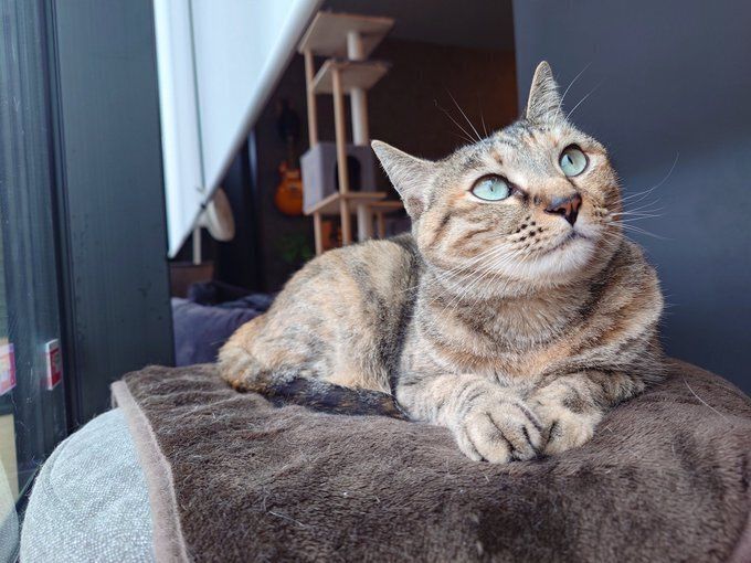 毛布の上でくつろぐ猫