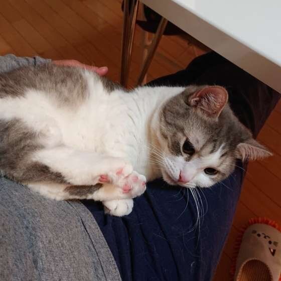 膝の上に乗る、マンチカンの海 ﾐﾇｴｯﾄちゃん  