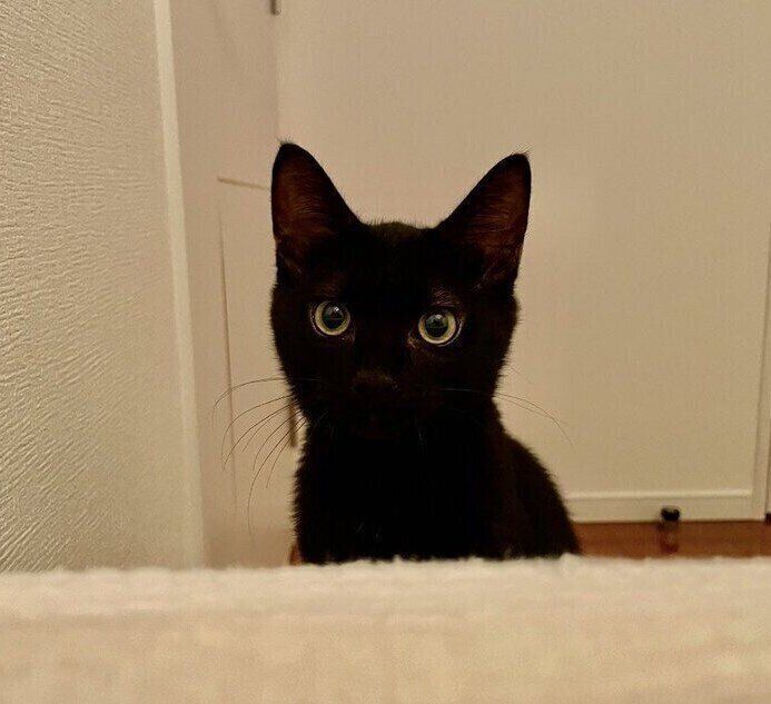 寝ている飼い主さんを見つめるさすけくん