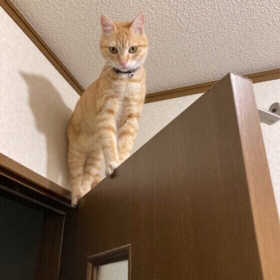 MIX茶トラのメルちゃん