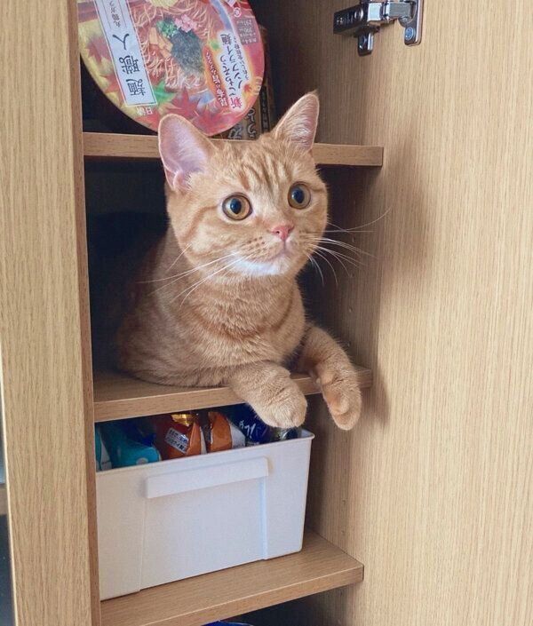 棚の中に入るレイちゃん