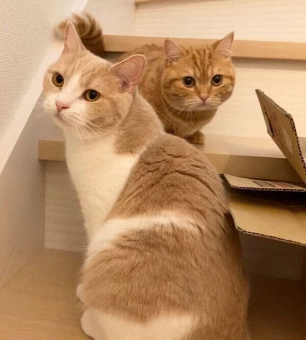 玄関で飼い主さんを送り出すちょみーちゃん、ぷてぃこちゃん