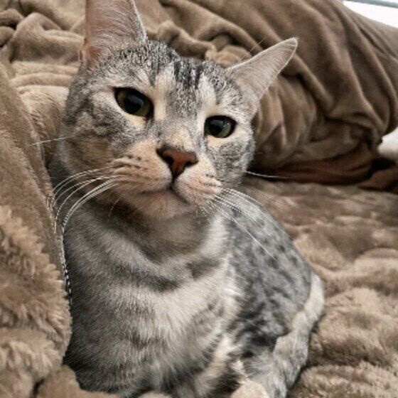 見つめるベンガル