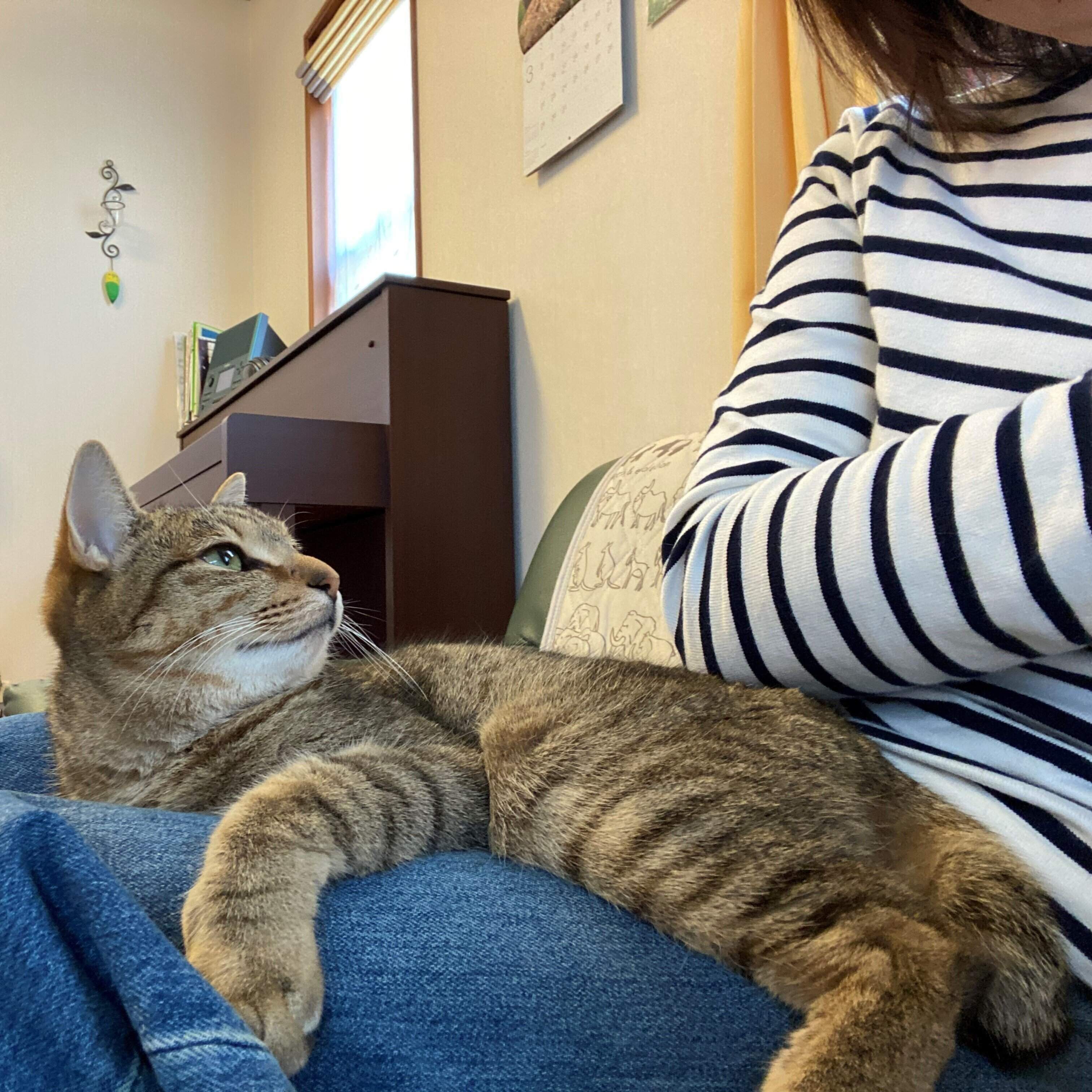 画像／2020年7月号『ねこの「触ってサイン」』