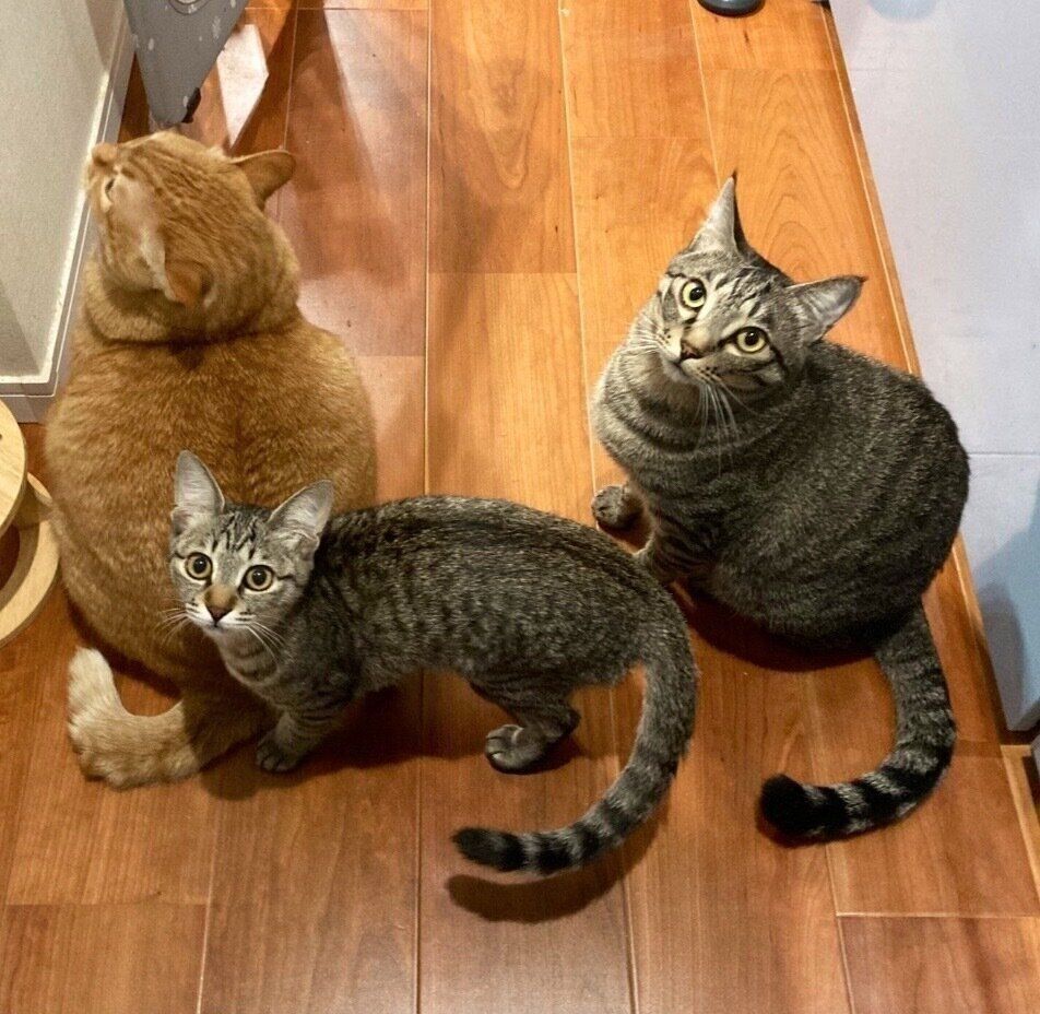 集合する猫たち