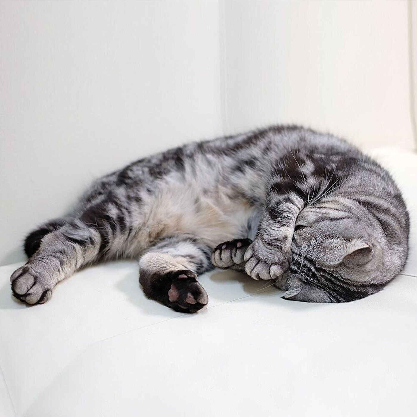 音はするのにゴハンじゃない カリカリもどきの音に振り回されたししまるのお話 連載 渋ネコししまるさん 121 ねこのきもちweb Magazine 音はするのにゴハンじゃない カリカリもどきの音に振り回されたししまるのお話 連載 渋ネコししまるさん 121 ねこのきもちweb Magazine