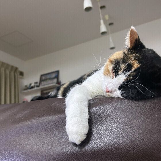 スコティッシュフォールドのりっかちゃん